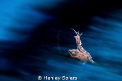 Nudi on the Plains by Henley Spiers 